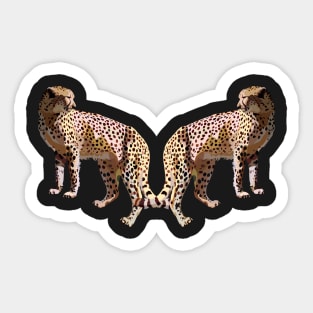 Cheetah Sticker